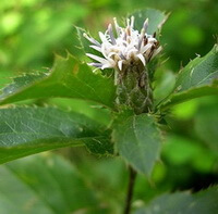 a flowering plant of Atractylodes lancea Thunb. DC.var. chinensis Bunge Kitam. with a white flower