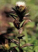 a flowering plant of Atractylodes lancea Thunb.DC. wotj flower and petals