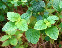 shrubs of Pogostemon cablin Blanco Benth. grow in field with green leaves