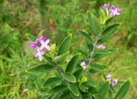plant of Daphne genkwa sieb.et Zucc. with several small pinkish flowers and many green leaves grow in field