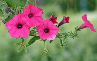 growing plant of Pharbitis nil L.Choisy with pink flowers.