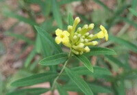 plant of Wikstroemia chamaedaphne Meissn with small yellow flowers