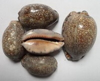 several shellfish shells of Cypraea