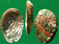 colorful shellfish shells of Haliotis discus hannai Ino.