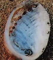 a shellfish of Haliotis ovina Gmelin.