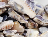 some herb pieces of Purple Cowry Shell