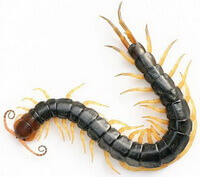 an insect of Scolopendra subspinipes mutilans L. Koch. shrink its body to S curves