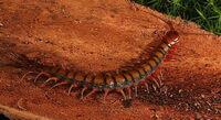 an insect of Scolopendra subspinipes mutilans L. Koch. crawls on some trunk