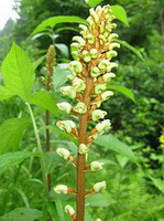 a flowering plant of Gastrodia elata Bl with yellow flower spike grow in field