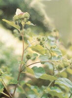 flowering plant of Arctium lappa L,with green leaves and spikes