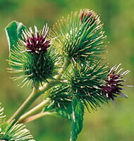 flowering spikes of Arctium lappa L