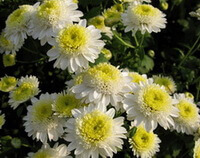 flower petals of Chrysanthemum morifolium Ramat.