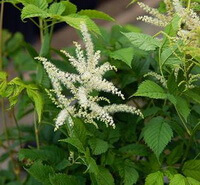 a flowering plant of Cimicifuga foetida L.