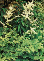flowering plants of Cimicifuga heracleifolia Komar grow in a cluster