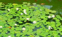 flowering plants of Lemna minor growing in pond water,with white flowers