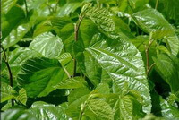 green mulberry leaves of Morus alba L