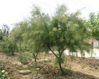 growing tree of Tamarix chinensis Lour on river side