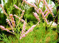 flower branches and pink spikes of Tamarix chinensis Lour.
