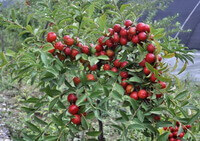 fruiting tree of Prunus humilis Bge with many reddish fruits and green leaves growing on branch.