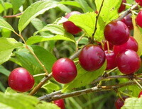 fruiting branch of Prunus humilis Bge with some red fruits grow in sunny field