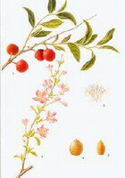 a colorful drawing of Prunus humilis Bge.,pink flower spikes,green leaves and red fruit berries,seeds