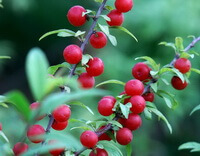 many red fruits of Prunus japonica Thunb. grow on small twigs,with many green leaves