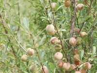 fruiting tree of Prunus pedunculata Maxim with some mature yellow fruits grow in sunny field