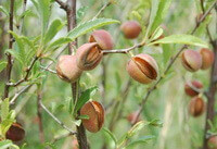 fruiting tree of Prunus pedunculata Maxim with several mature yellow berries grow on branch