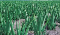 many plants of Aloe vera L. with green leaves grow in field