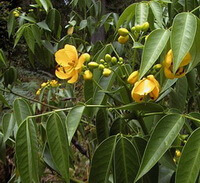 flowering plants of Cassia acutifolia Delile with small yellow flowers and flower buds grow in a field,and many green leaves