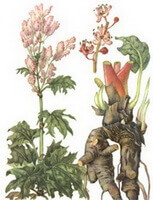a colorful drawing of Rheum tanguticum Maxim. ex Balf.,brown root, reddish stem and green leaves,pink flower spikes