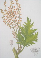 a colorful drawing of Rheum tanguticum Maxim. ex Balf.,green leaf,red flower spike
