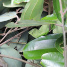 Cassia Twig