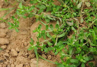 a shrub of Centipeda minima plant grows in sandy soil.