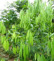 a thriving tree of Cinnamomum cassia BL．var．macrophyllum Chu