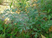 Saposhnikovia divaricata