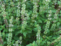 Fineleaf Schizonepeta Herb