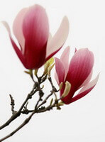 two flowers of Magnolia biondii Pamp on branch tip