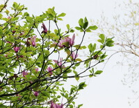 pink flowers and green leaves of Magnolia denudata Desr.