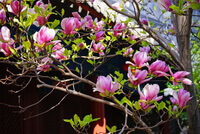 flowering tree of Magnolia denudata Desr,with pink flowers.