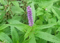 a flowering plant of Mosla chinensis Maxim. cv. Jiangxi-angru,with green arrow leaves and pink purple flower spike