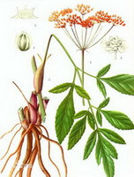 a colorful drawing of Notopterygium forbesii de Boiss.,drawing of rhizome,plant and leaves,reddish flowers,and seeds