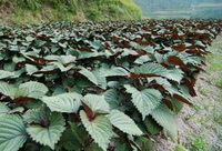 growing plants of Perilla frutescensL.Britt.Var.crispa in a field