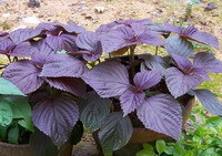 growing shrubs of Perilla frutescensL.Britt.Var.crispa