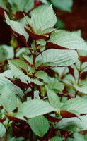 Perilla Leaf