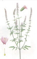 a color picture of Schizonepeta tenuifolia Briq:plant stem and leaves,flowers and petals