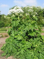 a flowering plant of Angelica dahurica Fisch.ex Hoffm.Benth. et Hook.f.