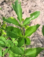 a young shrub and leaves of Angelica dahurica Fisch.ex Hoffm.Benth. et Hook.f. in field