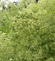 a flowering plant of Angelicadahuricavar.formosanacv.Chuanbaizhi.