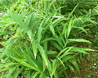 shrub and plant of Zingiber officinale Rosc growing in a field